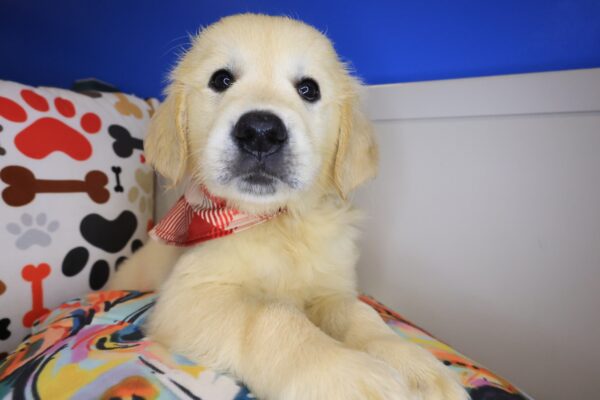 Jeff Golden Retriever 01