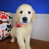 Jeff Golden Retriever 03