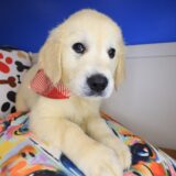 Jeff Golden Retriever 04
