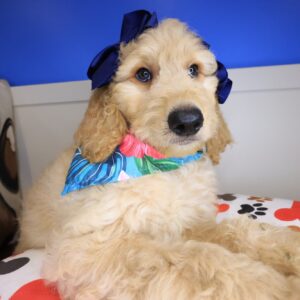 Jenna Goldendoodle 01 Jenna Goldendoodle 01