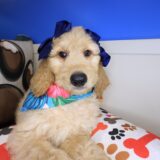 Jenna Goldendoodle 02
