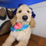 Jenna Goldendoodle 04