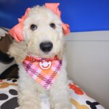 Jersey Goldendoodle 01