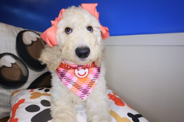 Jersey Goldendoodle 01