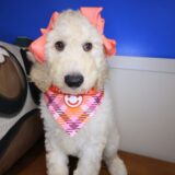 Jersey Goldendoodle 03