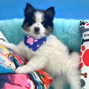 Jingles Pomsky 01 Jingles Pomsky 01