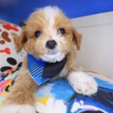 Joey Maltipoo 01