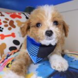 Joey Maltipoo 03