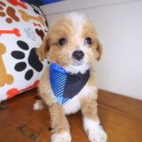 Joey Maltipoo 04
