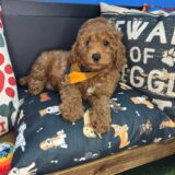 Joey Poodle 02
