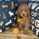 Joey Poodle 03
