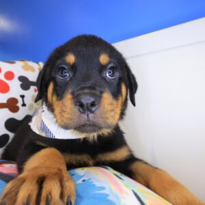 Jori Rottweiler 01 Jori Rottweiler 01