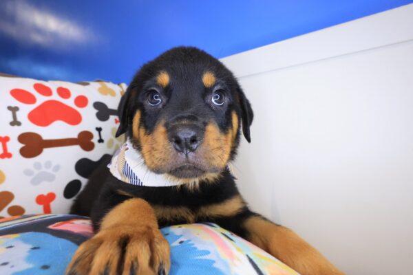 Jori Rottweiler 01