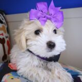 Jubilee Maltipoo 01