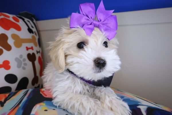 Jubilee Maltipoo 01