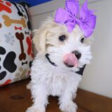 Jubilee Maltipoo 02