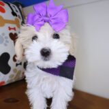 Jubilee Maltipoo 03