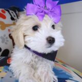 Jubilee Maltipoo 04