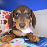 Juniper Dachshund 01