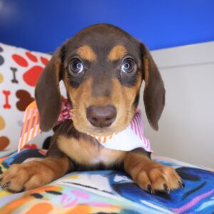 Juniper Dachshund 01 Juniper Dachshund 01