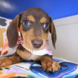 Juniper Dachshund 02