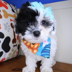 Juniper Maltipoo 01 Juniper Maltipoo 01