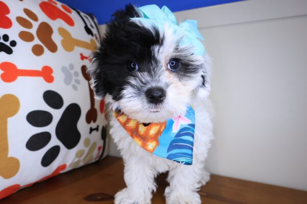 Juniper Maltipoo 01