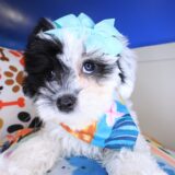 Juniper Maltipoo 02