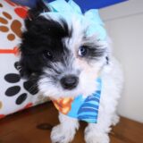Juniper Maltipoo 03
