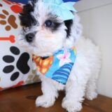 Juniper Maltipoo 04