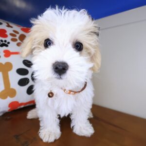 Kairee Maltipoo 01 Kairee Maltipoo 01