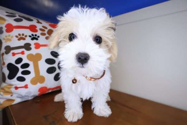 Kairee Maltipoo 01