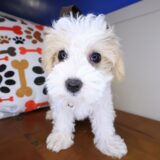 Kairee Maltipoo 04