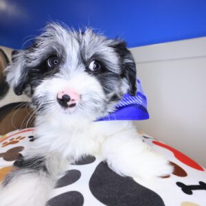 Kairo Aussiedoodle 01 Kairo Aussiedoodle 01