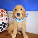 Kaleidoscope Golden Retriever 01
