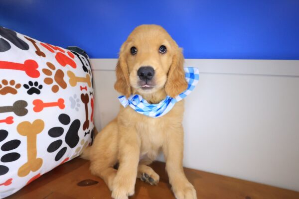 Kaleidoscope Golden Retriever 01