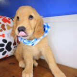 Kaleidoscope Golden Retriever 02