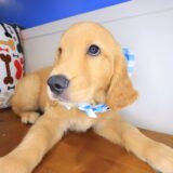 Kaleidoscope Golden Retriever 03