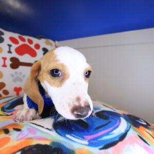 Kami Dachshund 01 Kami Dachshund 01