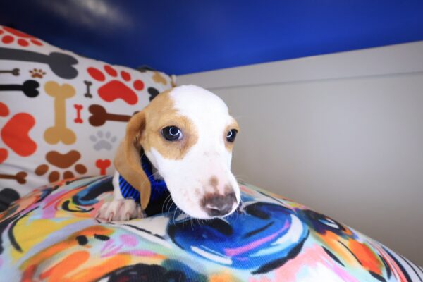 Kami Dachshund 01