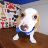 Kami Dachshund 02