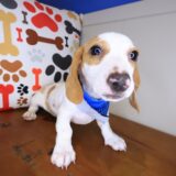 Kami Dachshund 03