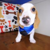 Kami Dachshund 04