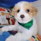 Kami Maltipoo 01