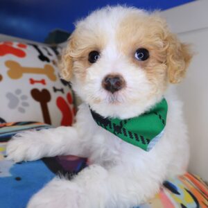 Kami Maltipoo 01 Kami Maltipoo 01
