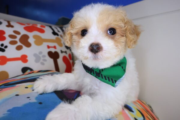 Kami Maltipoo 01