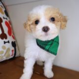 Kami Maltipoo 02
