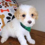 Kami Maltipoo 03