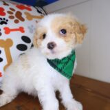 Kami Maltipoo 04