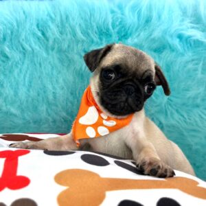 Khaleesi Pug 01 Khaleesi Pug 01